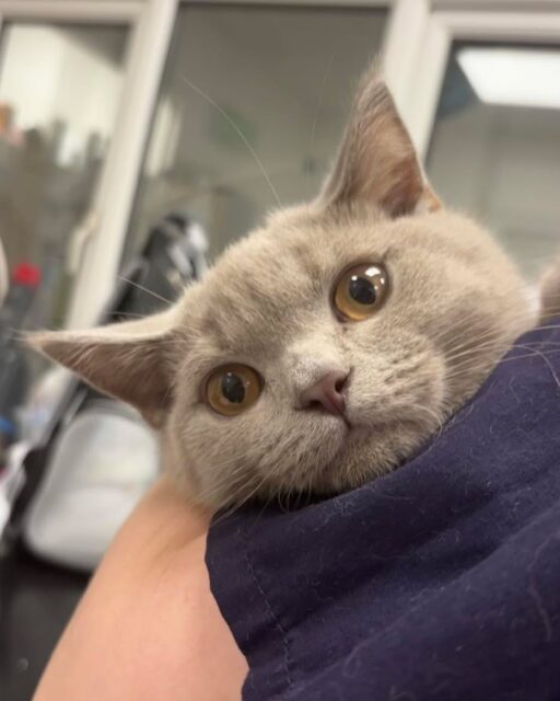 Another successful nail trim for Hurayra! 🐾💅
#nail #trim #nailtrim #vetcare #purfection #meowmeow
