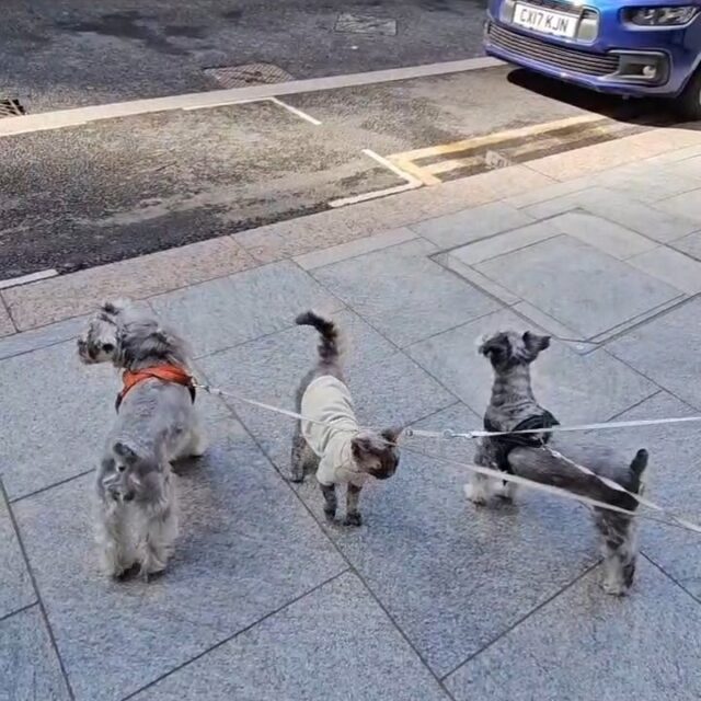 When the cat attempts a top-secret infiltration of the dog squad. What a mission at Wood Wharf Vets 🐾😼🐶🐶

#MissionImPAWssible #PetsOfTikTok #PetsOfInstagram #DogAndCat #PetLife #FunnyPets #PetLovers #DogLife #GoodDogs #CatAttitude #CatLife #VetClinic #HealthyPets #PetCare #AnimalLovers #PetHealth #CanaryWharf #PoplarVets #WoodWharfVets #FunnyPets