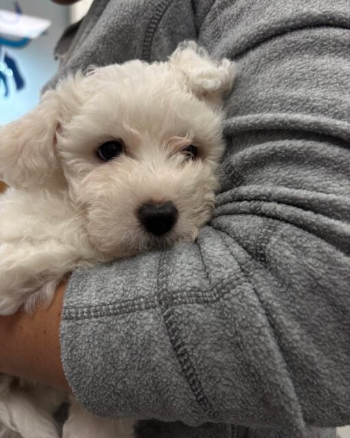 Poor Otto wasn’t feeling his best today, but he was a brave boy 
got the cuddles and care he needed at our poplar branch🩺🤍. 

#vetuk #veterinary #vetlife #veterinarymedicine #cuddletime #puppylove #maltesepuppy