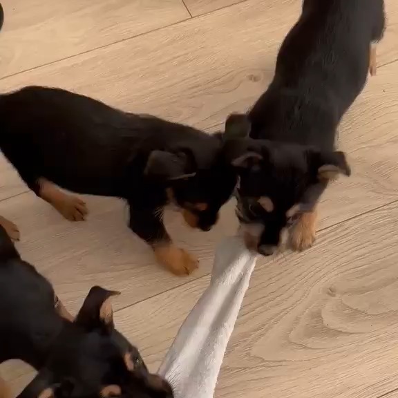 We may be small, but our health is a BIG deal! 💉🦟 No fleas, no sneezes — just tail wags and belly rubs. Don’t forget: vaccines + flea treatments = the secret recipe for happy, zoomie-filled pups!” 🐾💖