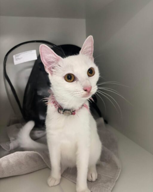 Meet Mir Mir, she is a stray who has now been spayed with us at poplar vets🩺. She will soon be ready to move into her forever home and is looking for the purrfect family🐱🤍. Mir Mir is a sweet and cuddly girl with lots of love to give☺️. 

If anyone is interested in rehoming this cutie please give us a call🫶. 

#rehome #cat #lover #catlover #catlovers #veterinary #spayandneuter
