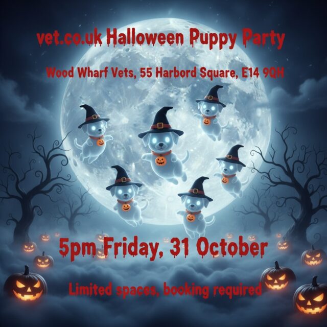 Look who’s floating by for Halloween! 🐾👻
Our ghostly pack is getting ready for the cutest haunting you’ve ever seen. Join us at Wood Wharf Vets for a Halloween Puppy Party that’s more treat than trick!
✨ Event: Halloween Puppy Party
📍 Location: Wood Wharf Vets, 55 Harbord Square, E14 9QH
🗓️ Date: Friday, 31st October
⏰ Time: 5pm
Spaces are disappearing faster than our ghost puppies! 
What's your puppy dressing up as for Halloween? 

#HalloweenPuppyParty #GhostPuppies #SpookySeason #DogCostume #HalloweenVibes #WoodWharf #CanaryWharfPets #E14Dogs #LondonVets #VetLife #PuppyLove #DogEvents #HalloweenFun #CuteAndSpooky #vetcouk