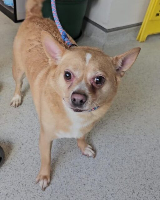 Found Dog in Poplar, E14!
This sweet little one was found in the Poplar area (E14), London. Sadly, there is no microchip. We know someone must be missing this lovely dog, and we want to help them reunite.
Description:
•  Breed: Looks like a Chihuahua mix.
•  Color: Light brown/tan with some white markings.
•  Size: Small.If you are the owner or know who the owner might be, please send us a direct message. Let's get this little one back home!
Please share this post to help spread the word!
#FoundDog #LostDog #Poplar #E14 #LondonDogs #DogFound #Chihuahua #LostAndFound #HelpFindOwner #EastLondon