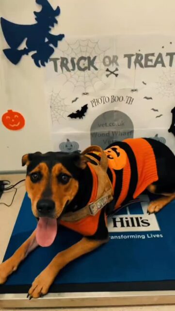 Memories from our Heloween Puppy Party 💥

Too cute to spook! 👻🐶
Our little pumpkin came by for a check-up — and stole everyone’s hearts 🎃💉
Keep your pets safe this Halloween with a quick visit to Wood Wharf.
Healthy pets = happy treats 🐾✨
💬 Tag us in your pet’s Halloween costume — we’d love to share the cuteness! 💕
#HappyHowlOween #VetClinic #PetCare #DogCostume #HealthyPets #PetSafety #PuppyLove #FurBaby #HalloweenPets #SpookySeason #PetWellness #PetClinic