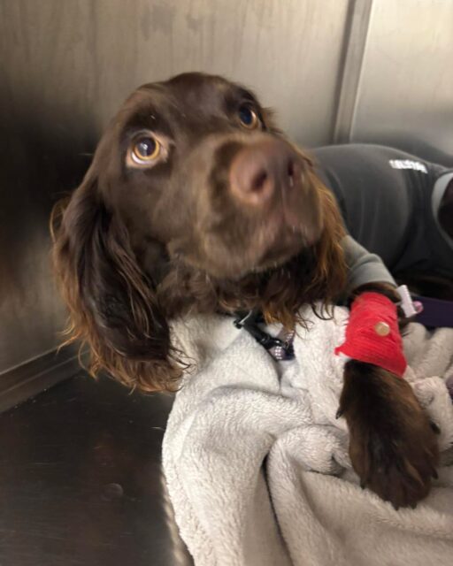 This is Mila, a brave girl who was in for her spay procedure today at our poplar clinic🩺. She got all the cuddles she deserved and is now happy and recovering at home❤️‍🩹. 

Spaying does not only prevent unplanned litters it also prevent a number of conditions. Some of these include Pyometra, Mammary tumors and ovarian or utairain cancers. 
It is a simple routine procedure that can make all the difference☺️! #spayandneuter #happy #dog #happydogsday❤️🐶🐾 #cute #dog #cutedogsclub #vetuk #surgeryrecovery #cuddlesfordays