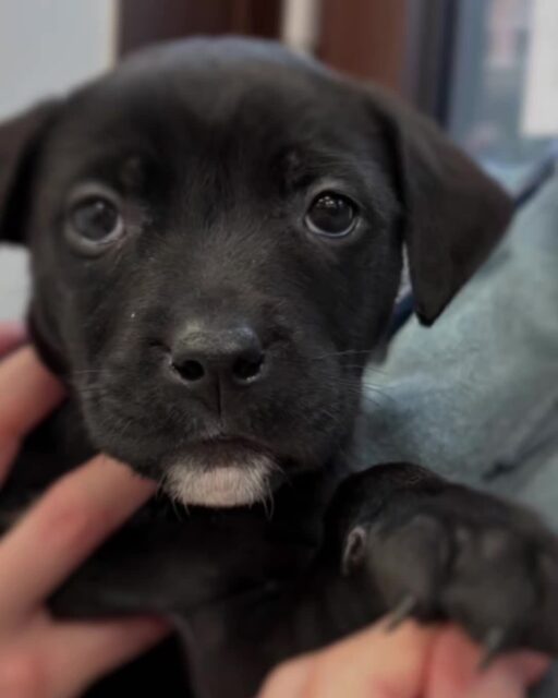 Today was a big day for this tiny hero 🐶💉✨

First vaccinations ✔️
Fresh little nail trim ✔️
Still the sweetest, bravest baby ever ✔️

There may have been a few dramatic moments, but overall this little champ handled it like a pro and is now home resting, soaking up cuddles, and accepting treats as part of the recovery plan 🥺🦴💛

So proud of this brave pup!

#PuppyLife #BravePup #FirstVetVisit #PuppyLove #DogLife #LittleButMighty #VetDay #SweetestBoy