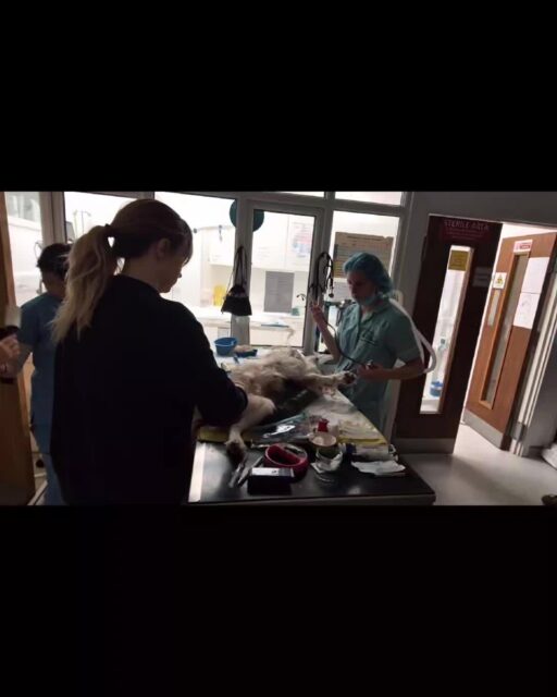 Today was a big day for our brave boy — neuter surgery ✔️🐶
Spaying and neutering helps dogs live healthier lives and prevents unwanted litters. He did great at the vet and is now home, resting comfortably and enjoying all the extra love (and treats).
So proud of this little guy 💙
#NeuterDay #ResponsiblePetOwner #DogHealth #BraveBoy #PetCare