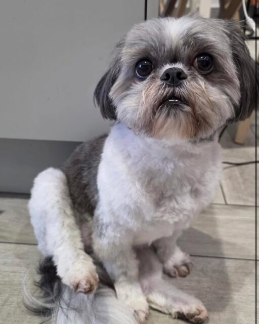 This Is Milly who recently underwent TPLO surgery at our practice, performed by our wonderful surgeon Dr Marek🩺. we’re so happy to share that recovery is going beautifully! ✨
TPLO is a non-routine specialised orthopaedic procedure used to treat a torn cranial cruciate ligament (CCL) — one of the most common causes of hind limb lameness in dogs. TPLO surgery allows dogs to bear weight comfortably again and return to their normal doggie activities once healed. 🦴🐶
Cranial cruciate ligament injuries can be tough, but with the right care and lots of rest (plus a little extra TLC), healing is well underway. We’re so proud of this superstar patient and grateful to our talented surgical team for helping get them back on their paws. 🐶❤️
#tplosurgery #tplorecovery #doggie #veterinary #vetuk #recovery #TLC #puppy #love #puppylove