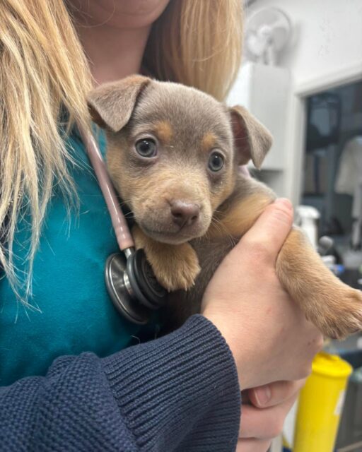 POV: You came for treats… but got your first vaccine instead 🐶💉

We will be seeing this brave boy again in 4 weeks for his second dose of vaccines😊!!