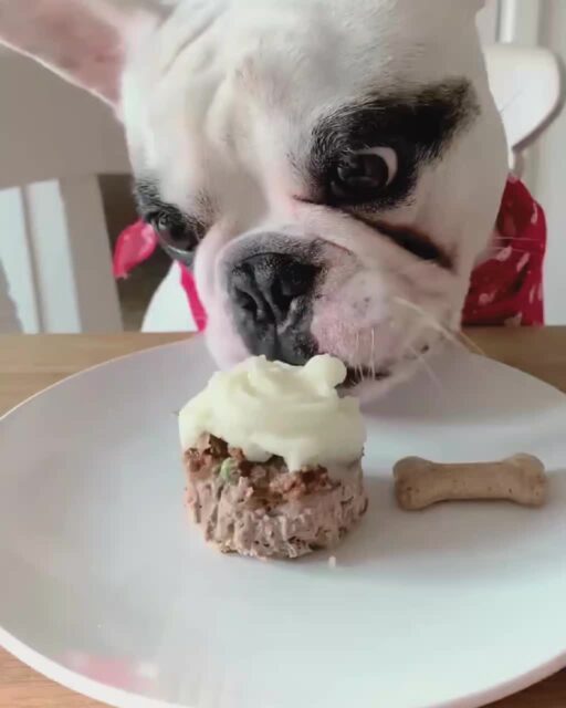 Not all signs of pet obesity are easy to spot 🐾

A little extra weight can go unnoticed, but it can have a big impact on your pet’s health and happiness. If you’re unsure whether your pet is at a healthy weight, bring them in for a FREE weight check and let our team give you peace of mind.

Available at Poplar Vets & Wood Wharf vets