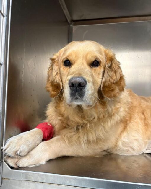 This lovely lady underwent a TPLO surgery with us recently🦴🤕. She is now on the mend one careful step (and tail wag) at a time🐶
From wobbly walks to stronger strides we are so proud of you Flossie🐾❤️🩹
#tplosurgery #veterinary #Duffy #dog #fuffydog #cutiepatootie #brave #girl #bravegirlsclub #poplar #poplarvets