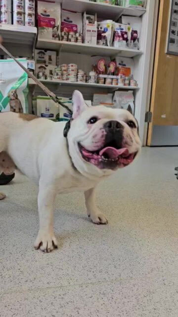 🚨 FOUND DOG IN POPLAR (E14) 🚨

Please SHARE to help us find the owners!

This beautiful boy was found wandering in Langdon Park today by a kind member of the public and brought to us at Poplar Vets.

He is an adult male French Bulldog, predominantly white with brown/brindle patches (notice the distinct patch over his left ear and eye). He was found wearing a black adjustable body harness and a light brown/tan leash, but unfortunately, he has no ID tags.

He is currently safe with our team at the clinic, but we urgently want to get him back home to his family!If you are the owner, or if you recognize this dog, please get in touch with us right away. 

(Please note: Proof of ownership, such as photos or vet records, will be required).

📞 Call us: 020 7515 2505
📍 Poplar Vets: 20 Morris Road, Poplar, London, E14 6FF

Let’s get this sweet boy home! Please share this post far and wide across local community groups. 🐾🐶

#FoundDog #LostDogLondon #LangdonPark #PoplarVets #EastLondonDogs #FrenchBulldog #Frenchie #FoundDogLondon #TowerHamlets #E14 #DogRescueLondon