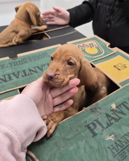 📣 Calling all breeders!
Give your litters the best start in life with our exclusive Breeder Bundle 🐾✨
Our package includes core vaccinations, microchipping, and essential health care to keep your puppies or kittens protected and thriving from day one just like these baby’s!

For more info please visit our website @vet.co.uk !!!!