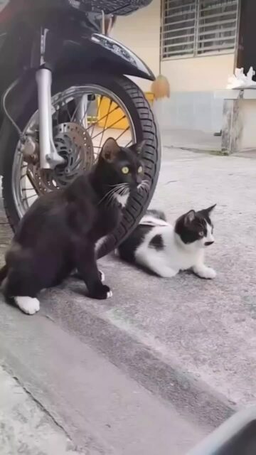 We’ve got a new face at reception… and it’s a furry one! 🐾
Our newest team member is already settling in—welcoming everyone with charm and making sure no one leaves without a smile (or a cuddle). 😸