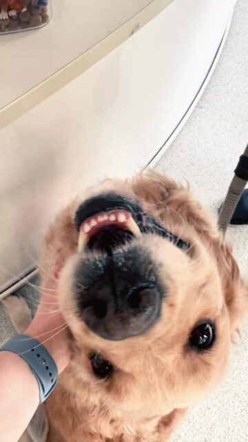 Soft hands, warm hearts, and happy pets 💙🐾
Our nurses care for every patient with patience, love, and gentle attention throughout their visit.

Schedule a general health check-up today and stay on top of your pet’s health 🐶🐱

#PetCare #VeterinaryLife #VetNurse #PetHealth #HappyPets #AnimalCare #PetWellness #VetClinic #PetLovers #FurBabies #HealthyPets #CompassionateCare #PetCheckup #PetParents #AnimalLovers