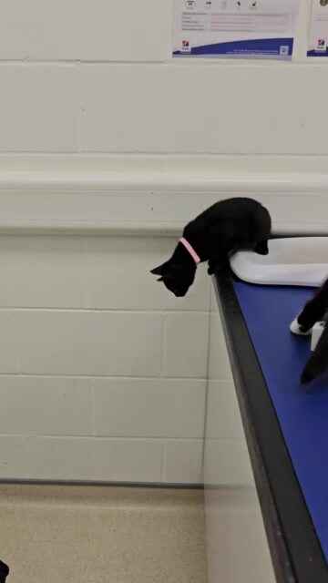 Five tiny tuxedo explorers, one exam room, and absolutely no respect for paperwork, sinks, or personal space. This is what a normal day in kitten chaos looks like.Can you count them all, and which collar looks like the biggest troublemaker? 
#KittensOfInstagram #CatLovers #VetLife #PetCare #CuteAnimals #Petstagram #TuxedoCats #AdoptDontShop