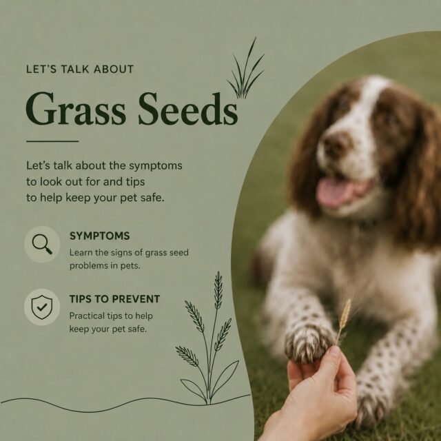 🌾 Grass seeds may look harmless, but they can cause serious problems for our pets.

During the warmer months, grass seeds can become trapped in your pet’s paws, ears, eyes, nose or coat. Because of their sharp, barbed shape, they can travel under the skin and cause pain, infection and, in some cases, require surgery to remove.

🐾 Check your pet after every walk.
🌿 Avoid long, dry grass where possible.
✂️ Keep the fur around paws, ears and eyes neatly trimmed.

If you notice excessive licking, head shaking, limping, squinting or swelling, contact your vet as soon as possible.

💚 A quick check after every walk can make a big difference. 
 
#GrassSeeds #PetSafety #DogHealth #veterinary