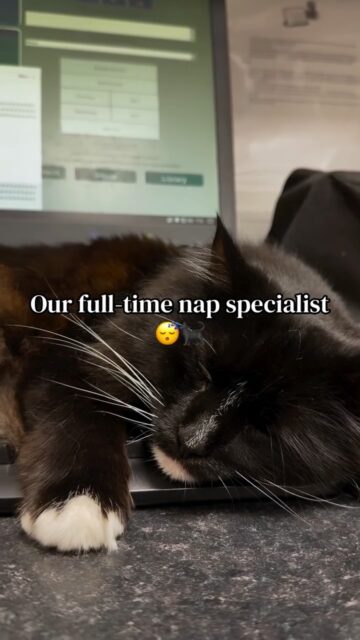 Meet Kripsas - our resident clinic cat and full-time Nap Specialist. He’s been part of our clinic family for years, making every day a little brighter (and a little sleepier)🐈⬛😴
#vetlife #petlover #sleepycat #canarywharf #woodwharfvets