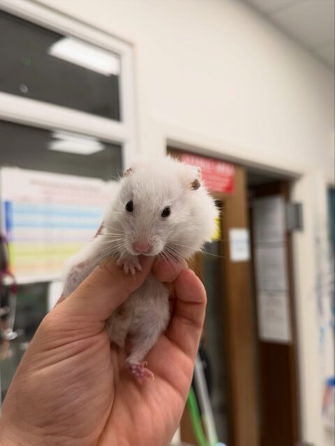 🐹🦷Our little hamster came in for a dental check and needed his upper front teeth trimmed!
Hamsters’ front teeth grow continuously throughout their lives, so dental care is an important part of keeping them healthy and comfortable.
Tips for healthy hamster teeth:
• Provide safe things to chew: untreated wooden toys, apple or pear tree branches, cardboard tubes and boxes.
• Offer a balanced, species-appropriate diet.
• Check their teeth regularly for overgrowth or unevenness.
• Watch for warning signs such as difficulty eating, drooling or weight loss.
• Never trim teeth at home — if they become overgrown, a vet should check them and trim them safely.
Dental trimming is usually a quick procedure and, depending on the hamster and the situation, may not require sedation. 🐹 #hamster #hamsterteeth #petlovers #dentalcare #veterinary