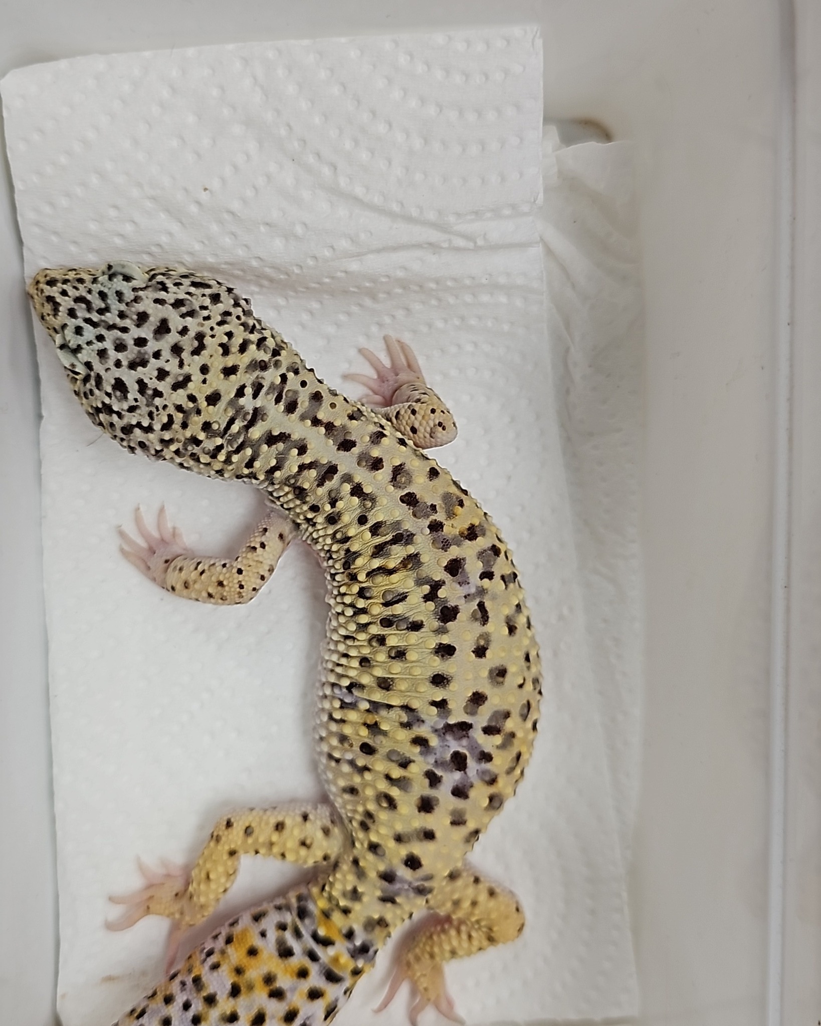 🦎 Found: Leopard Gecko near Poplar
A member of the public kindly brought this leopard gecko into us today after finding them abandoned near some in the area. Thankfully they're in reasonable body condition and are now safe, warm, and being given a full health check by our team.
Sadly, exotic pets like leopard geckos are abandoned more often than people realise — they need very specific heat, UV, and enclosure setups that aren't always easy to provide, and some owners feel they have no other option when they can't cope.
If this is your gecko, or you know who they belong to, please get in touch so we can reunite them. If you're an experienced, responsible keeper interested in offering a home should no owner come forward, message us and we'll keep you updated.
A huge thank you to the member of the public who didn't just walk past. 💛
📍 Poplar Vets
#LeopardGecko #FoundPet #ExoticPets #PoplarVets #ReptileRescue