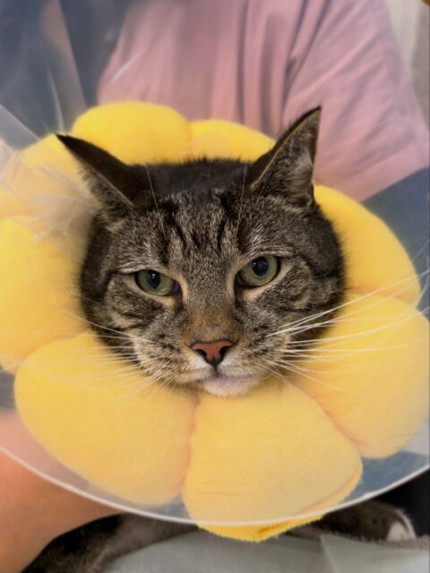 When accidents happen in seconds…💛
This little patient came to us after getting caught by a door, resulting in a severe degloving injury to the end of the tail. Due to the extent of the injury and pain, the best course of action was to amputate the damaged part of the tail under general anaesthesia.
❗️A little reminder for pet owners: accidents like this can happen very quickly. Be especially careful with doors and windows left open for ventilation. A sudden draught can cause a door or window to slam shut, potentially trapping a pet that is lying nearby or in the doorway.
Taking a moment to check where your pet is before leaving doors or windows open can help prevent serious injuries.💛🐾
#veterinary #tailamputation #catcare #petlovers #vetlife