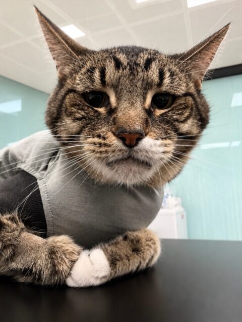 When pets eat things they shouldn’t…💛
This patient was admitted with chronic vomiting, weight loss. An abdominal ultrasound showed a severely swollen section of the small intestine, so exploratory surgery was performed.
The cause? A hairband trapped inside the small intestine…
Dogs and cats can sometimes swallow things they shouldn’t — from hairbands and socks to toys, pieces of plastic or other household objects. What may seem harmless can become a serious intestinal obstruction.
❗️Keep small and chewable objects out of your pet’s
reach, especially if your pet is known to chew or eat things that aren’t food.
If your pet is repeatedly vomiting, has a reduced appetite, seems unwell or is losing weight, please contact your vet. 🐾💛
#veterinary #foreignbody #surgery #petlovers #cat