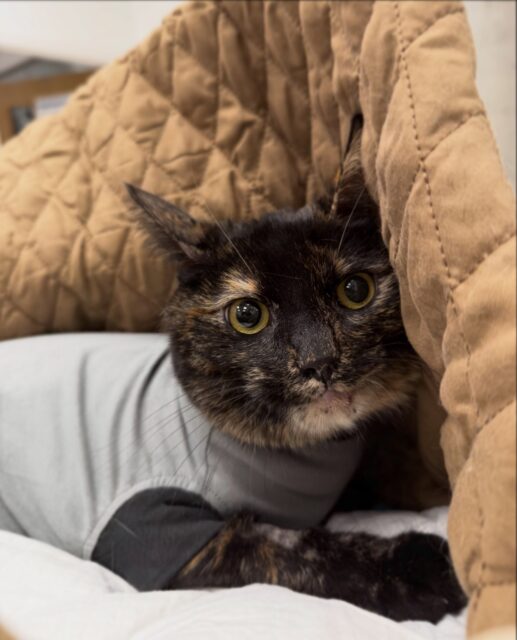 Lola’s story 🐾💛
Lola was brought to us after falling from a balcony. She had developed a pneumothorax, meaning air had built up inside her chest and was preventing her lungs from expanding normally. To help her breathe and allow her lungs to recover, Lola needed a chest drain. The following day, no more air could be removed from her chest, and an X-ray confirmed that the pneumothorax had resolved. We were then able to remove the drain and send Lola home to continue her recovery.
We’re so happy this little girl is doing well after such a frightening accident. 💛
❗️Please remember to keep balconies and open windows secure around pets. Falls from heights can cause serious internal injuries, even when they don’t look severely injured at first. A few extra precautions can make all the difference❗️