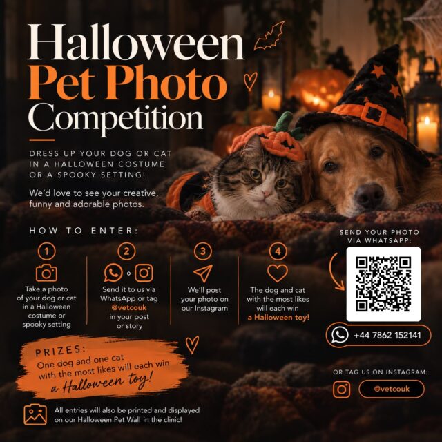 🎃🐾 Spooky season is here!

We’d love to see your pets getting into the Halloween spirit! Send us a photo of your dog or cat in their best Halloween costume or spooky setting.

🏆 One dog and one cat with the most likes will each win a toy! Winners announced 31st October.

📸 Send your photo via WhatsApp or tag @vetcouk in your post or story.

Let the spooky fun begin! 🎃🧡