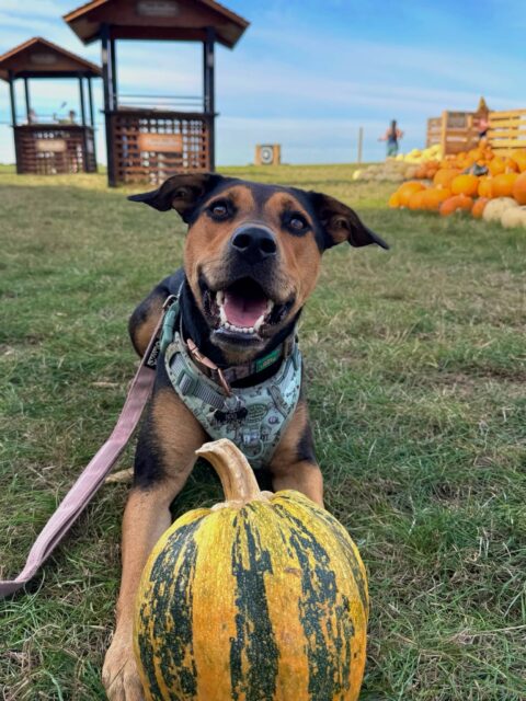 Meet Nova, our next Halloween Pet Competition contestant!🧡🎃
Pumpkin season looks even better with this gorgeous smile! ✨
Give Nova a LIKE to show your support! 🧡
