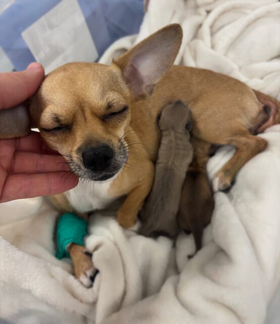 A special day for Skye! 🥹💛
Skye today had a Caesarean section and welcomed two beautiful baby girls into the world! 🐾🐾
A very special moment for our veterinary team as we helped bring these two little miracles safely into the world. ✨
Wishing Skye and her adorable puppies all the best! 💛
#veterinary #puppies #caesareansection #love #petlover