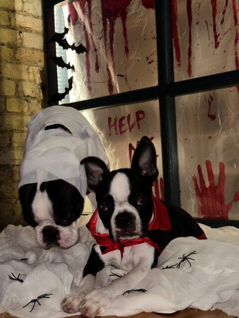 Meet Pino & Mia, our two adorable Halloween Pet Competition contestants bringing some seriously spooky vibes! 👻🖤
Are they here to trick or treat… or steal your hearts? ❤️
Show this spooky duo some love and help them win! 🖤🐾