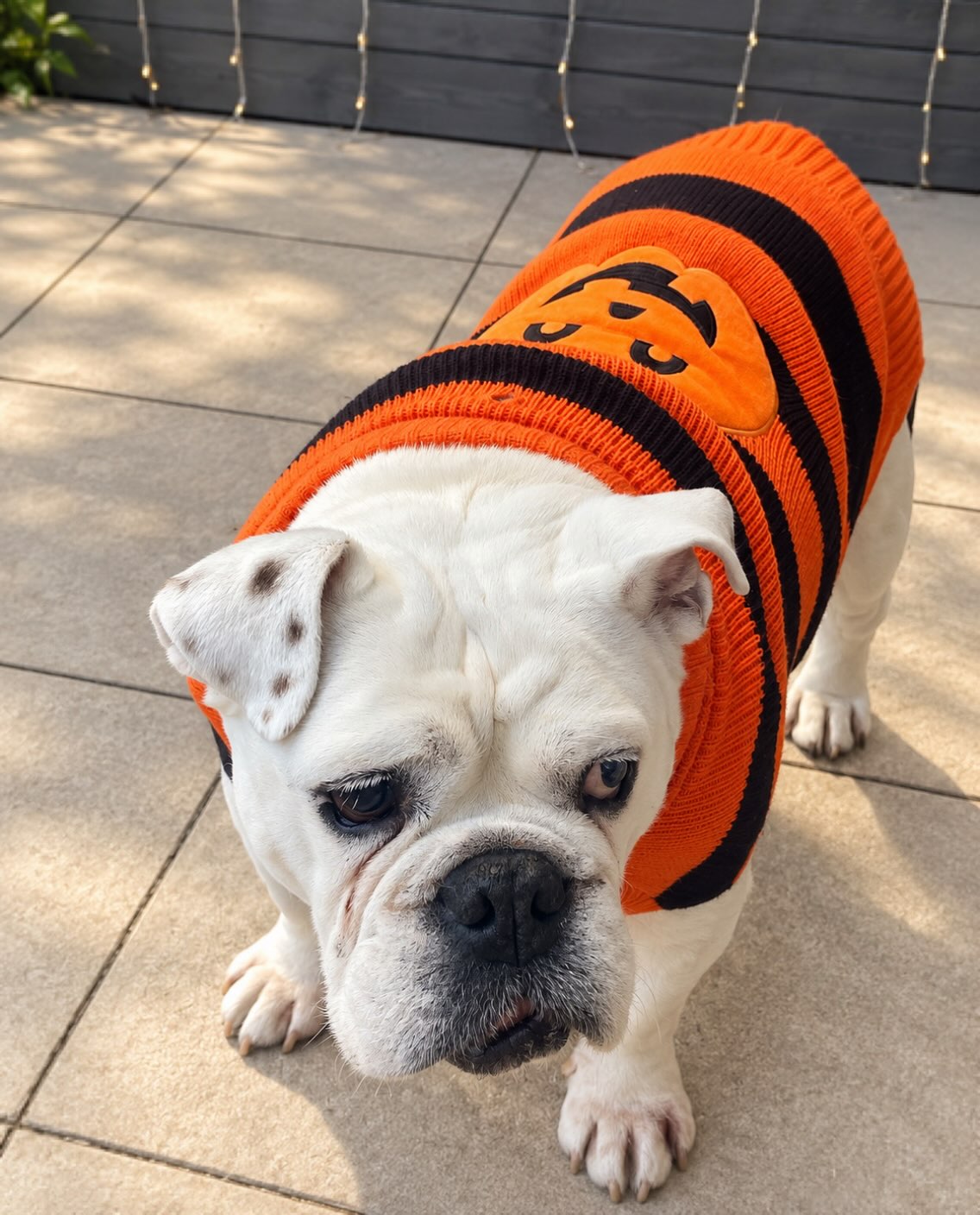 Meet Chas, our newest Halloween Competition contestant! ππΎ
Looking adorable in his pumpkin outfit!β¨
YOUR LIKE = ONE VOTE! π§‘
Help Chas win by liking this post! Every vote counts! π§‘