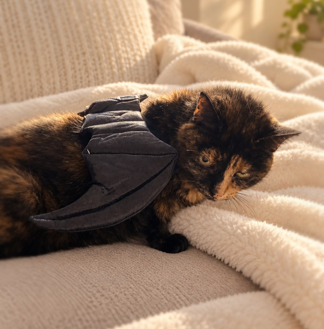 Meet Tuss, our Halloween Competition contestant! π¦πΎ
This little bat is ready to steal your hearts! π§‘
YOUR LIKE = ONE VOTE! π§‘
Help Tuss win by liking this post! Every vote counts! β¨