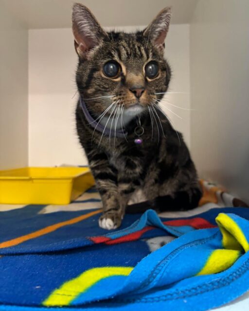 This sweet cat was brought in after being found in the poplar area near our clinic🐾. Unfortunately she is not microchipped, despite this we are trying to reunite her with her family💕. If you recognise this cutie please call in! 

She is wearing a purple reflective collar with a little bell on it🔔. We believe she visually impaired but currently cozy with us at poplar vets🩺. 
 #lost #cat #home #vetuk #veterinary #poplar #towerhamlets