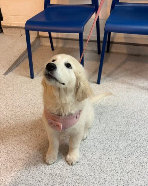 Nelly the puppy decided socks are the latest gourmet snack… 🧦🐶

She headed down to our poplar branch to make sure the sock wasn’t sticking around. We convinced her that socks are not on the approved snack list. And with a little help inducing emesis voilà the missing sock made a reappearance! 🙈✨

She is feeling much better now, back to wagging tails and puppy eyes 🥺☺️
#puppy #trouble #puppytrouple #sockthief #poplarvets #vetlife🐾👩🏻‍⚕️