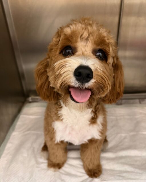🎉 Happy 1st Birthday, Lucky! 🐶💜
Today, Lucky celebrated her first birthday in a very unexpected way... by eating half of a rubber tennis ball! 🎾
Owner brought her to our clinic straight away. After receiving medication to make her vomit, Lucky brought the tennis ball back up within 10 minutes. Luckily, no surgery was needed.
The best part? After the procedure, Lucky was back to her happy, playful self and shared lots of love with everyone at the clinic. ❤️
🐾 A reminder for all pet owners: If your dog eats a foreign object, don't wait. Bring th #doglover #dogoftheday #happydog #dogsofinstagramdoglover em to a veterinary clinic as soon as possible. Acting quickly can often help us remove the object by making your pet vomit. If too much time passes, this may no longer be possible, and surgery or other treatments may be needed. #happydog #doglover #dogsofinstagram #dogoftheday
We're so happy everything ended well. Happy Birthday again, Lucky! 🥳 #happydog #doglover #dogsofinstagram #dogoftheday