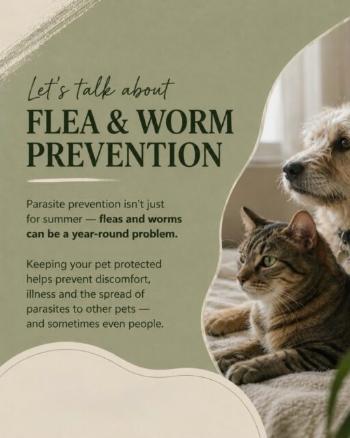Parasite prevention is an important part of keeping your pet healthy all year round. 🐾💚
Fleas can survive indoors, while worms can affect pets depending on their lifestyle and risk factors. The right prevention plan can vary depending on your pet’s age, species, weight and lifestyle.
Not sure what your pet needs? Speak to our veterinary team — we’re happy to help you choose a suitable prevention plan.
#PetHealth #ParasitePrevention #FleaPrevention #Worming #veterinarycare